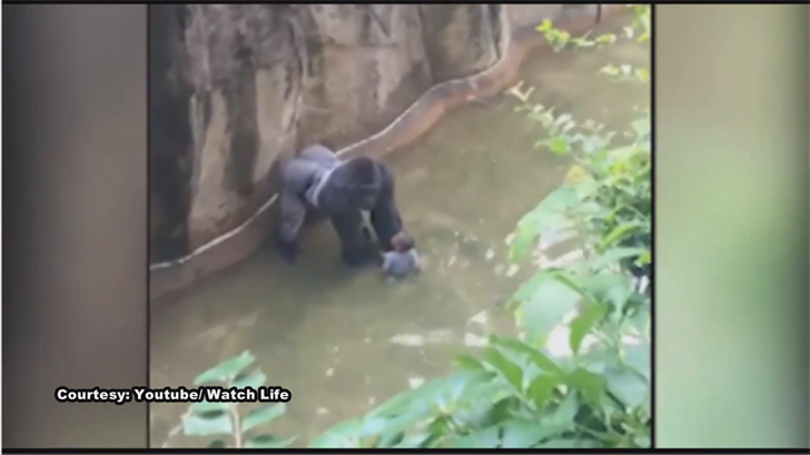 VIDEO: Boy falls into gorilla exhibit at Cincinnati Zoo